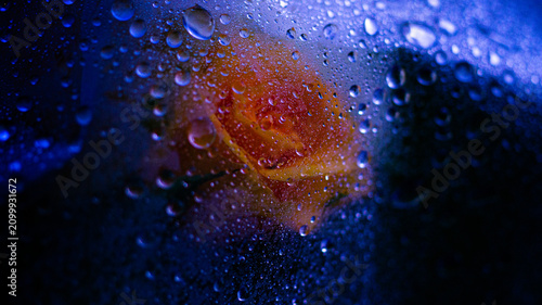 Foto Macro photo of rose blossoms under a transparent film covered with water droplets