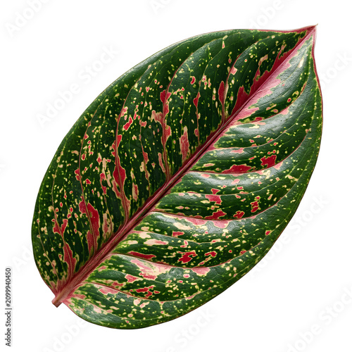 CloseUp of Variegated Leaf with Green and Pink Colors.