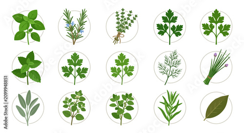 Fresh aromatic culinary herbs set in circular icons for cooking design