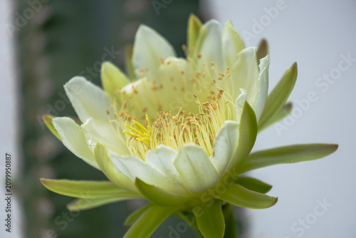 Beautiful white flower blooming on a giant Peruvian apple cactus or Cereus repandus. Macro photography of exotic succulent plant in daytime light. Creative nature and summer concept.