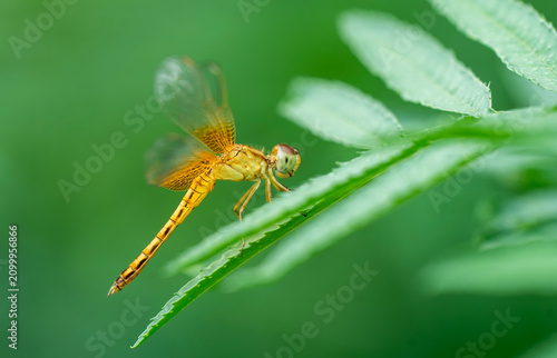 A dragonfly perches on a leaf at Kaziranga, Assam