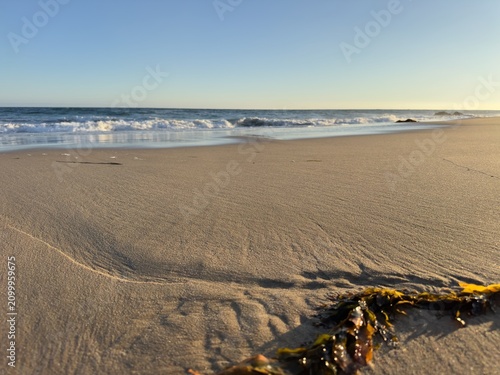 фотографія Close up of bull kelp seaweed washed ashore on the wet reflective sand of Moro Beach in Laguna Beach, California during morning light