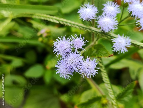 wild flower of a thistle