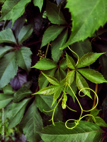 Fotografie Close up of Grapevine