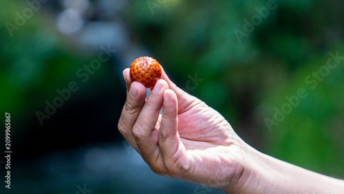 Ripe rattan fruit (Manau, hoe, jernang, buah ular, Littuko) on the tree. The rattan fruit is edible, the texture is like lychee fruit