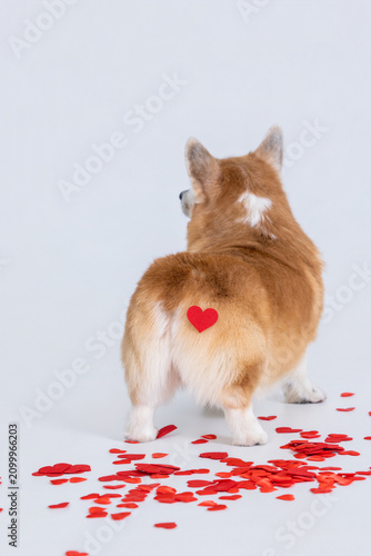 cute corgi with red hearts