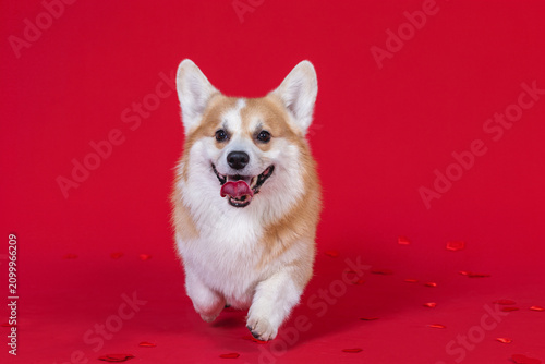 Cute Corgi on a red background