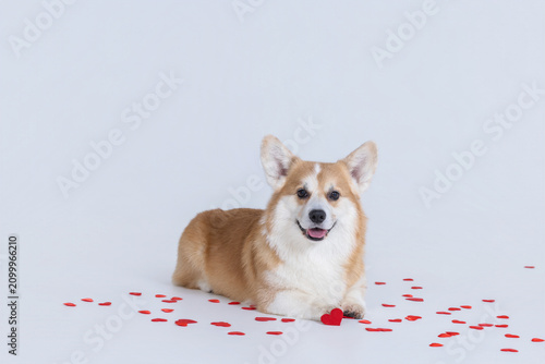 cute corgi with red hearts