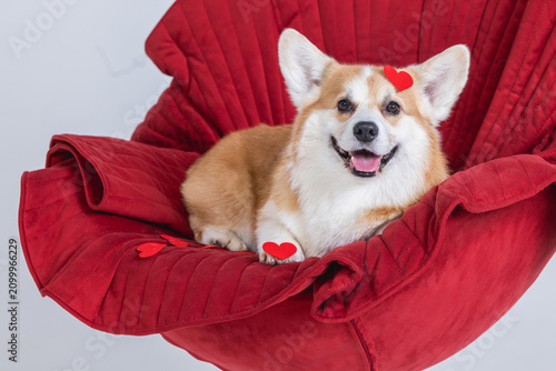 Cute corgi in a red armchair