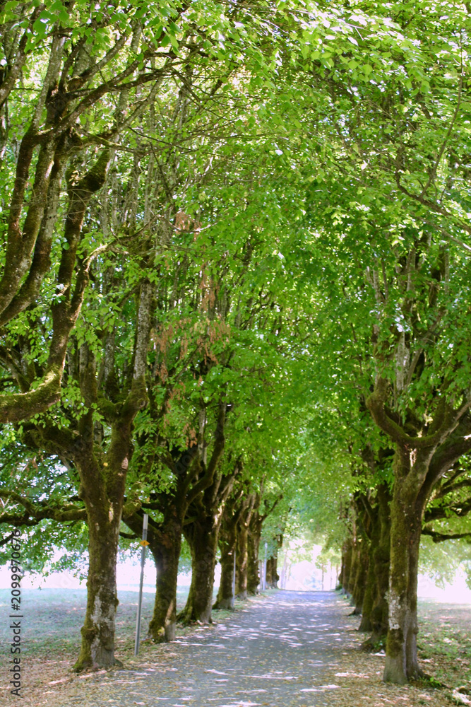 Fototapeta premium path in the park