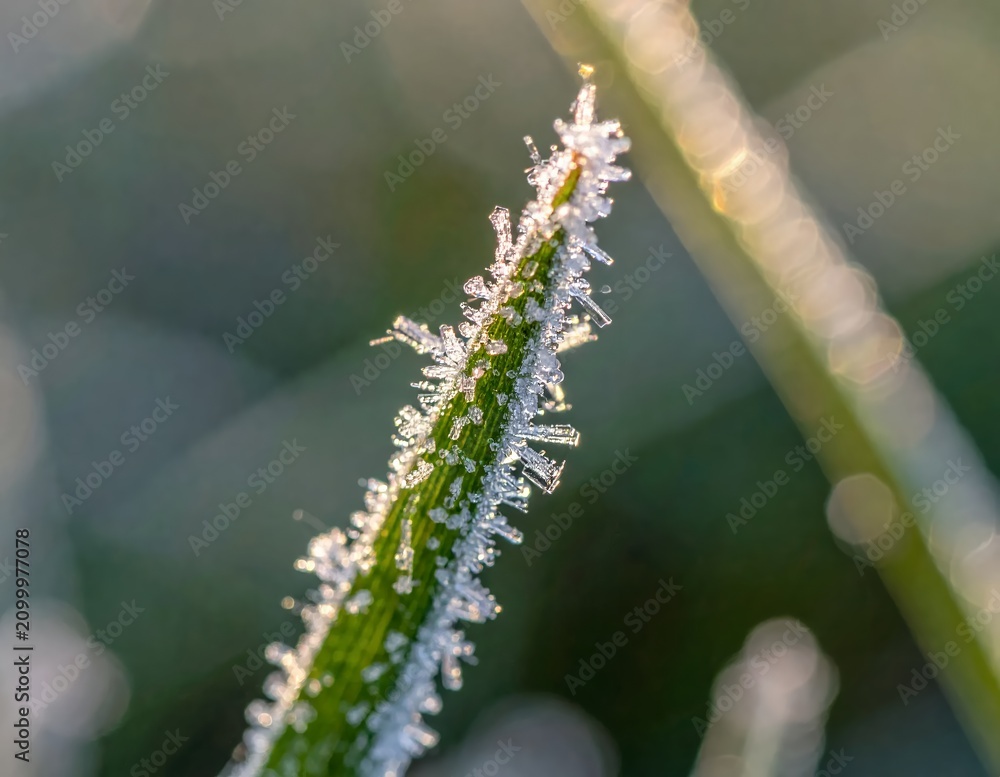 Fototapeta premium Close-up of a blade of grass covered in frost on a cold morning.