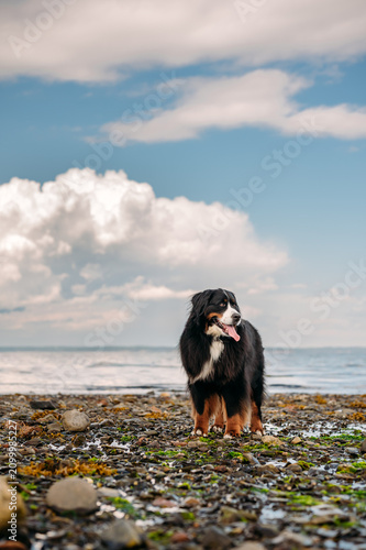 A beautiful Bernese Mountain Dog stands on a rocky beach