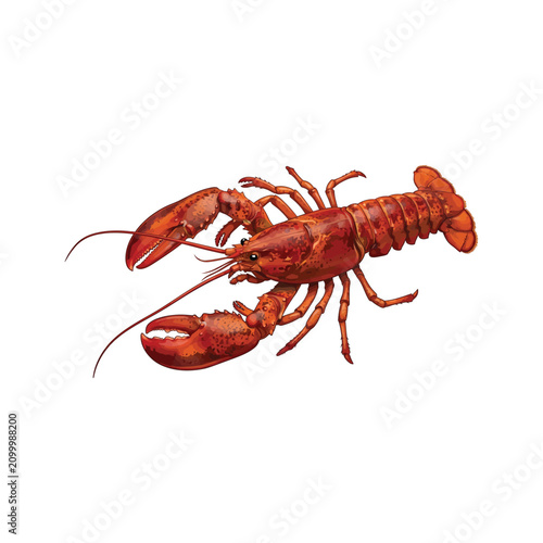 Realistic Lobster Vector Illustration Isolated on White Background | Fresh Seafood Crustacean Clipart
