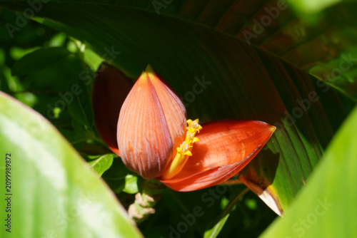 The orange banana, or bright orange banana, scientifically known as Musa laterita Cheesman, is a species of wild banana. Its banana bracts are a vividly bright orange-red.