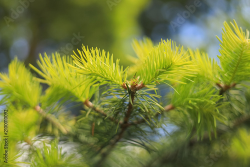 Fotografie Young coniferous branches against the blue sky on a sunny day
