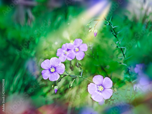 Принти на полотні Flax is blooming over natural background in sunlight