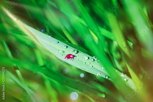 Natural green background with crawling ladybug in sunlight with beautiful bokeh. Lush grass .Copy space.