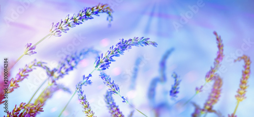Flowers of Lavender over blue sky .Beauty natural background