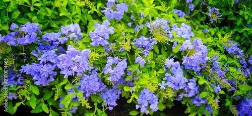 Fotografía Fresh Cape Leadwort Flowers with Raindrops, Vibrant Plumbago Auriculata Background After Rain
