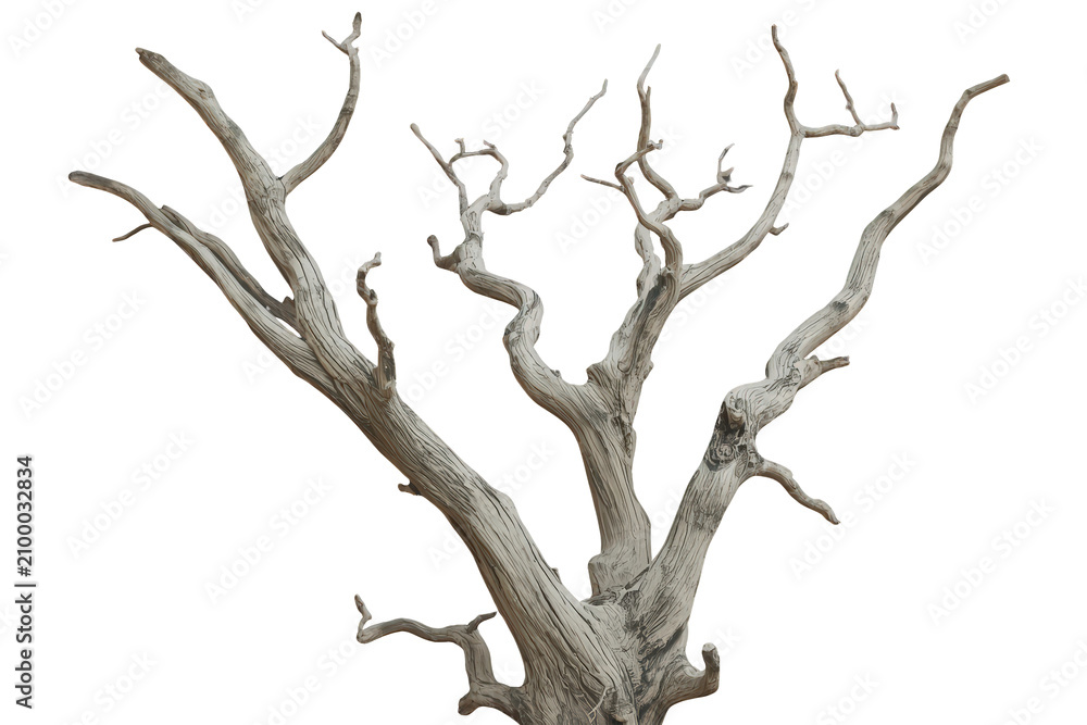 Fototapeta premium Dead tree trunk and bare branches portraying drought, decay, and environmental challenges, transparent background