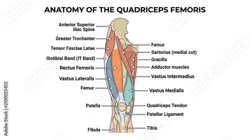 Foto Anatomy of Quadriceps Femoris Muscle Group