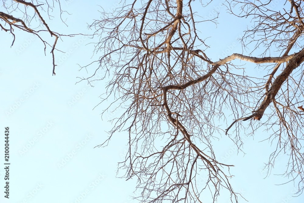 Obraz premium minimalism and organic texture ideal for backgrounds, nature studies and seasonal concept