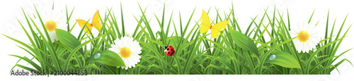 Фотография green grass on white background grass on white background, meadow, season, envir