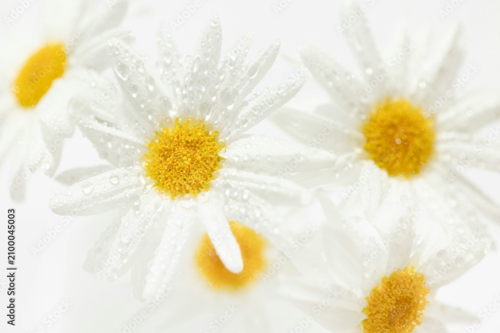 Obraz premium White daisy flowers with water drops on bright background for cosmetic product marketing