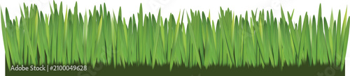 Foto green grass on white background grass on white background, meadow, season, envir