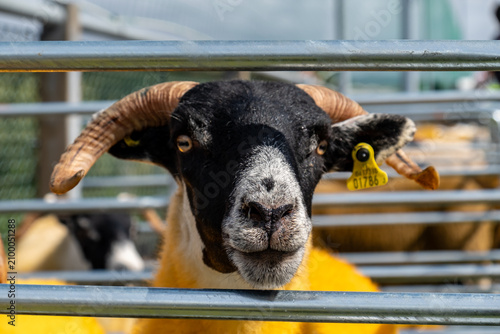 Impressive blackface sheep with huge horns in County Donegal - Ireland.