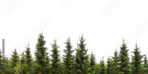 Quadro su tela green grass on white background grass on white background, meadow, season, envir