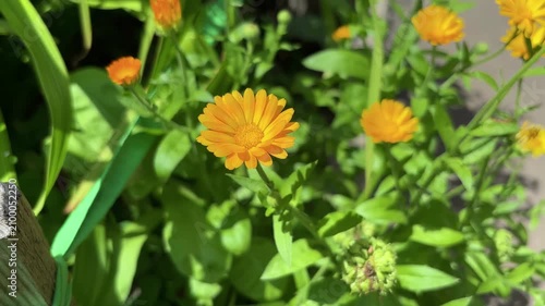 Orange calendula blooming in the flower garden