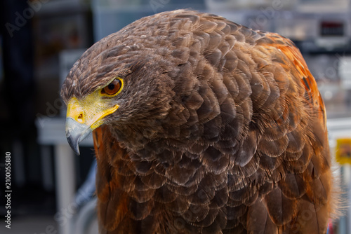 фотографія 鳥