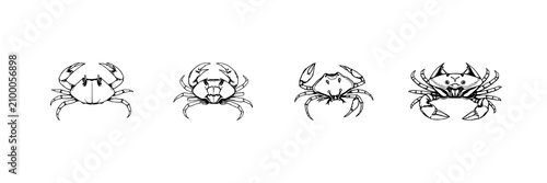 Fotografija Horseshoe crab set with hand-drawn scientific illustration in antique woodcut st