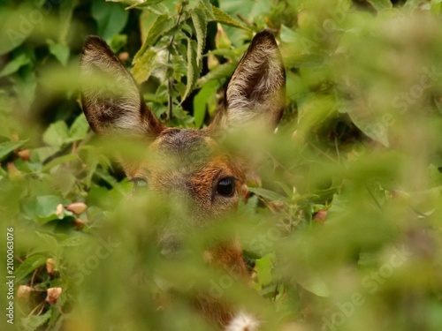 Canvastavla Roe deer