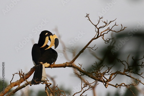 Tableau sur toile A magnificent Malabar Pied Hornbill (Anthracoceros coronatus) perched on a bare tree branch in Sri Lanka