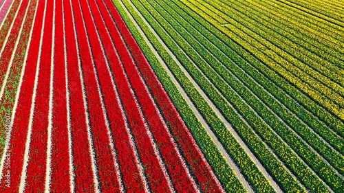 Rows of red and yellow tulips grow in parallel lines across a flat agricultural field. Narrow dirt paths separate the sections of flowers. The aerial perspective shows the geometric arrangement of the