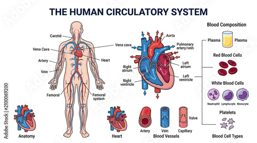 Bild auf Leinwand Human Circulatory System Anatomy Diagram: Heart, Blood Vessels, Blood Compositio