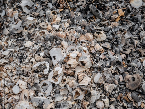 Bild auf Leinwand Broken Shell Fragments Scattered on costal Ground