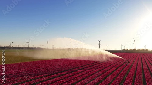 Rows of red tulips grow in a field in the Netherlands. A mechanical sprinkler sprays water over the flowers. Wind turbines stand in the distance under a bright sun.