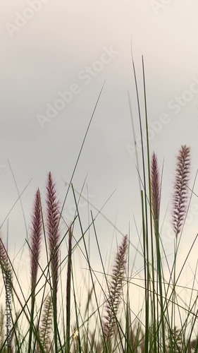 Tall ornamental grass plumes rise against a softly overcast sky in a peaceful vertical meadow scene.