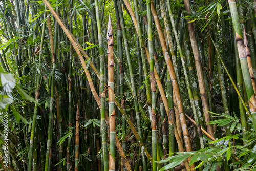 Quadro su tela Dense wild bamboo grove with fresh young bamboo shoots emerging among green and