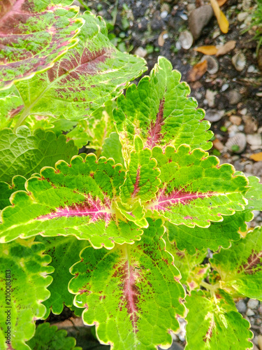 Cuadro en lienzo A detailed close-up of healthy lime green coleus leaves featuring distinctive bright pink veins and serrated yellow-tinted margins