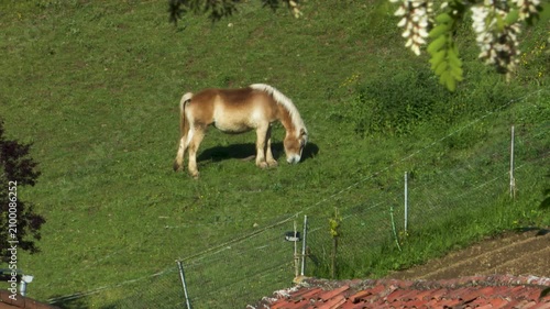 Brown horse grazing freely in a green countryside meadow