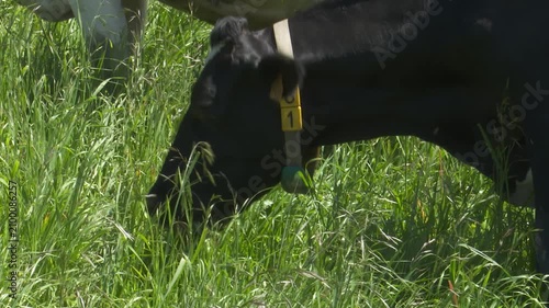 Holstein dairy cow grazing in lush green grass field