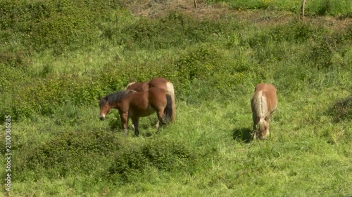 Brown horses grazing peacefully in lush green meadow