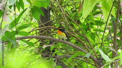 Male Yellow rumped flycatcher bird perched on a branch among lush green leaves in a natural forest habitat