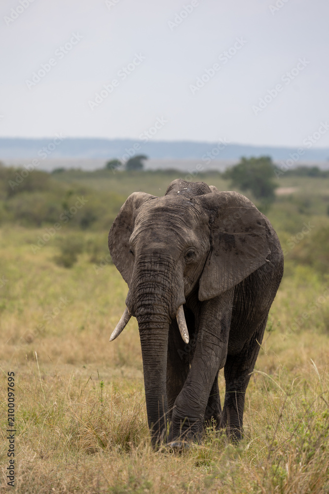 Fototapeta premium African bush elephant walks toward the camera through savannah grassland - Masai Mara National Reserve, Kenya, African wildlife safari photography