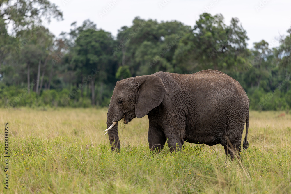 Fototapeta premium Single African bush elephant stands in profile feeding in savannah grass - Masai Mara National Reserve, Kenya, African wildlife safari photography
