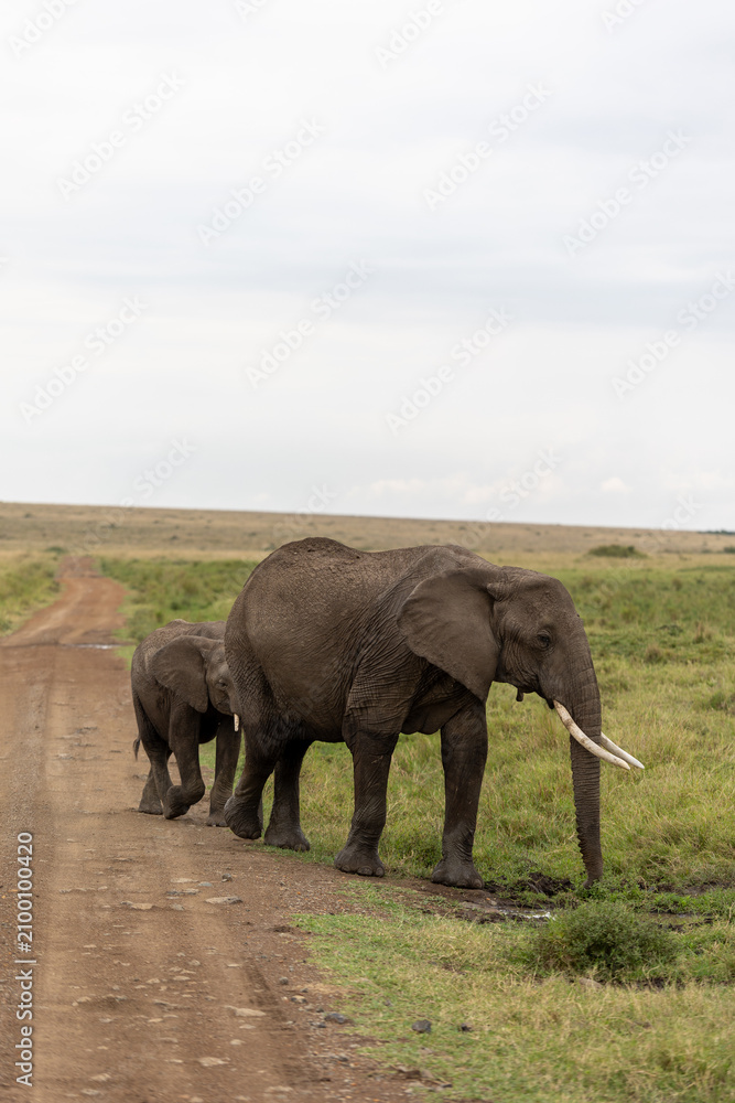 Obraz premium Adult African elephant stands beside a dirt track with its calf following behind - Masai Mara National Reserve, Kenya, African wildlife safari photography